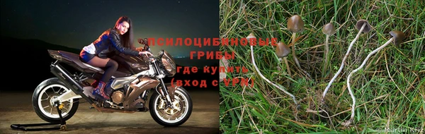 СК Каменногорск