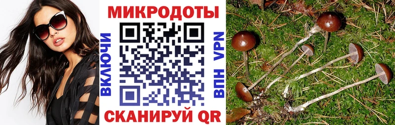 Галлюциногенные грибы Psilocybe  Купить закладки  Лахденпохья 